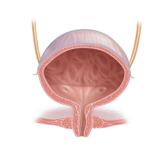 miután cystitis miatt bevette a Cystonette-et